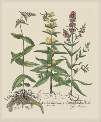 Besler 268 Colored  B2